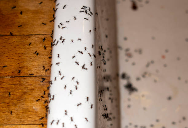 Best Pest Control for Homes  in Safety Harbor, FL